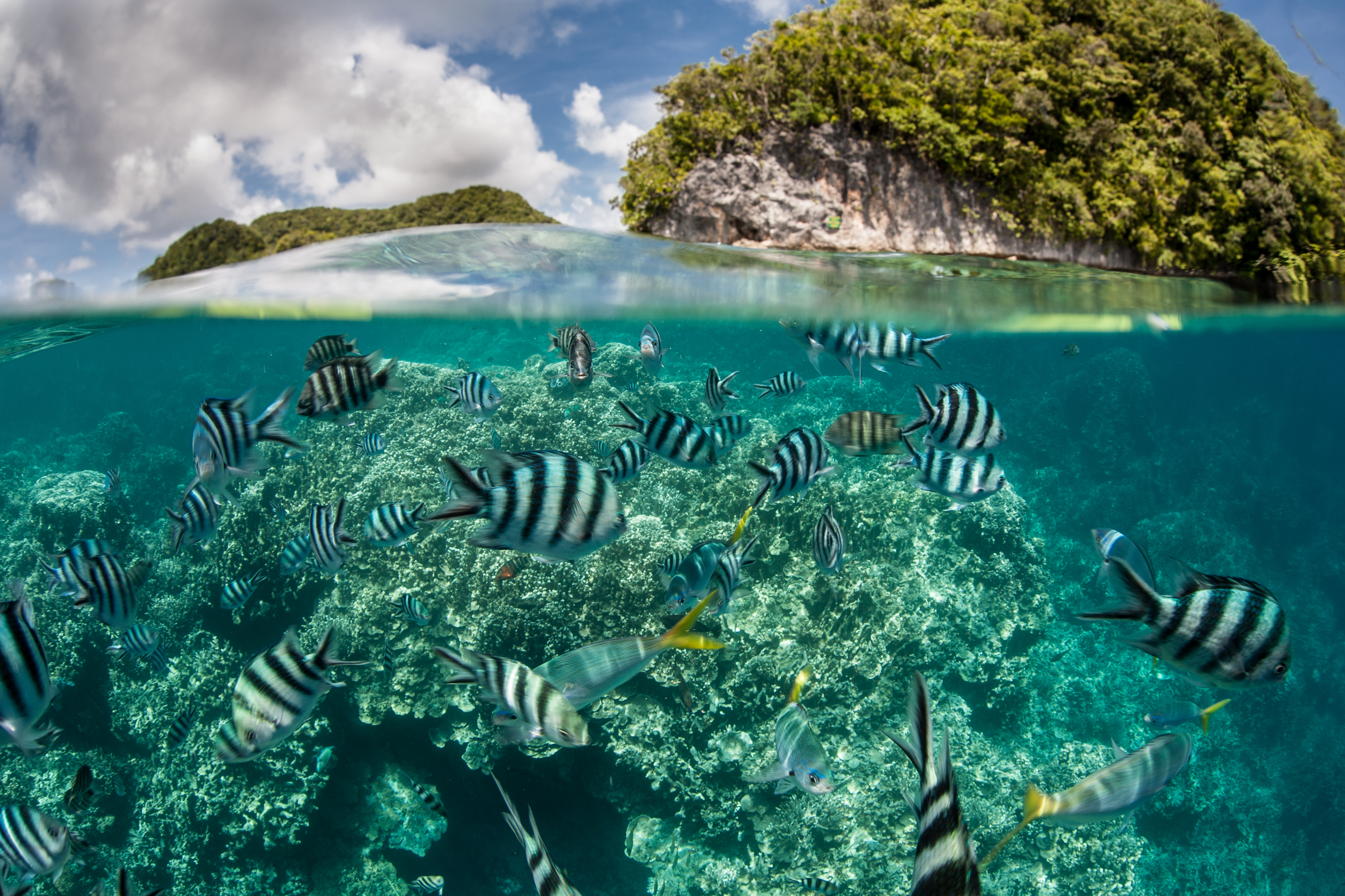 DTO-BioFlow is actively contributing to the Marine Biodiversity Monitoring Harmonisation, launched by the European Commission at the initiative of the Joint Research Centre. On November 6-7, 2024