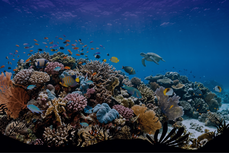 Matchmaking for the Ocean News
